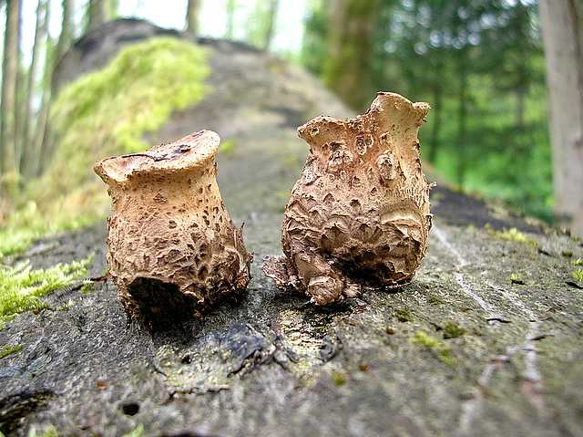 2005 :  Un anno di funghi